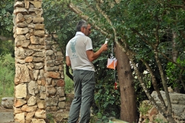 שולה (4)