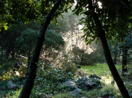 יער הפיות שמאחורי המזכירות
צילום: יוכי
